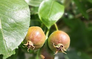 Holledauer Hopfakammerl - Foto 26