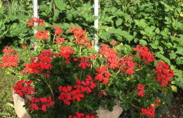 Le gite du petit ecureuil - Foto 21