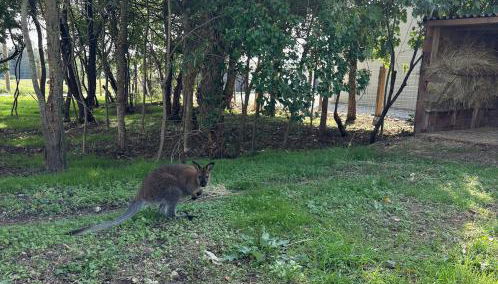 Bulle Etoilée - Foto 3, Garden, Garden view