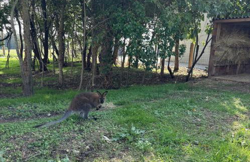 Bulle Etoilée - Foto 3