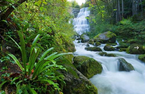 la champagnolaise - Foto 33