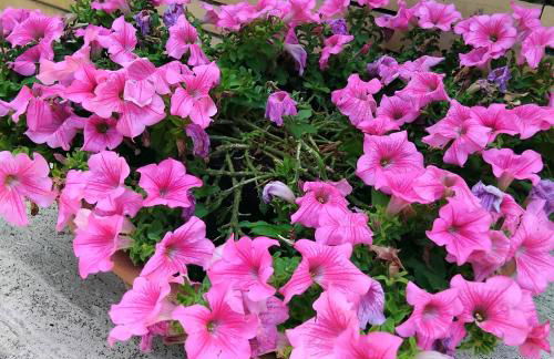 La Candelora Casa Vacanze - Foto 9