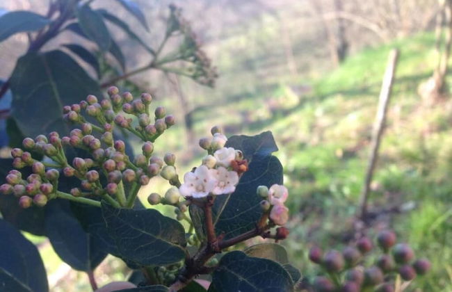 Podere San Lorenzo - Foto 47