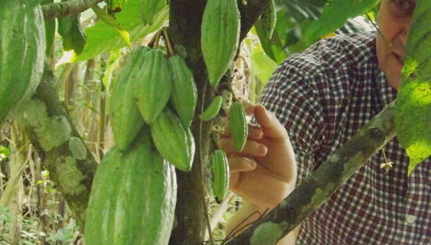 Les cultures agricoles