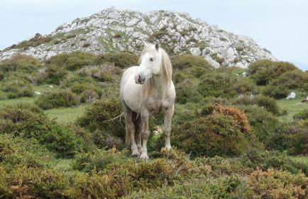 Apartamentos Rurales Balcón Real Senda del Oso - Foto 56