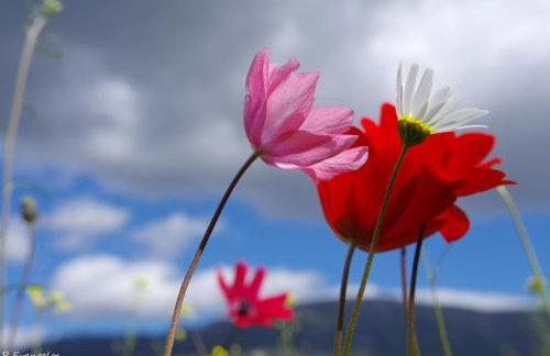 Garden house escape - Foto 39