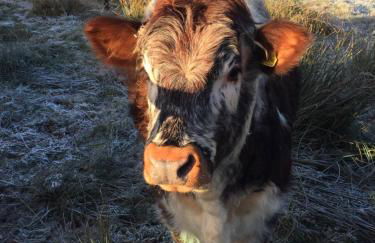 Holly Lodge, Gilchristland Organic Farm cottage - Foto 25