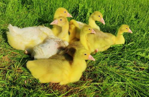 Ferienwohnung Herbst - Foto 26