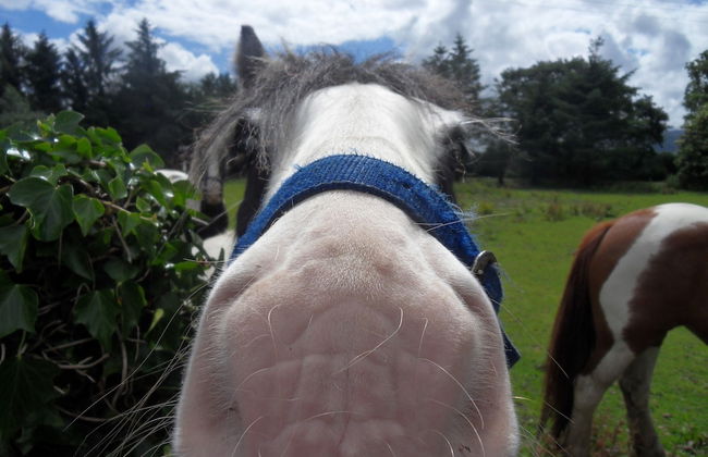 Ethan House Killarney - Foto 46