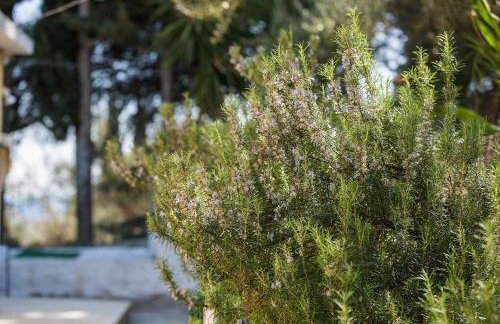 Olive Grove Poolside Apartments - Foto 50