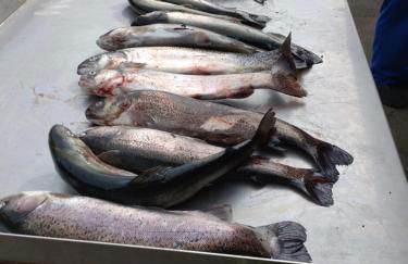 Gästezimmer M. Schubert - Foto 25