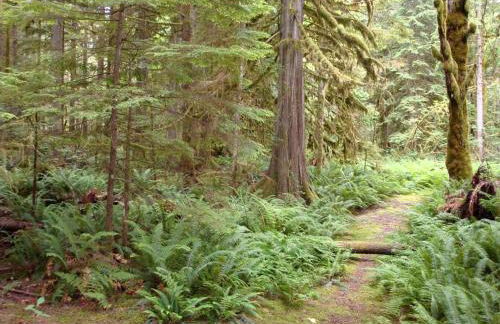 Pet-Friendly Cabin Rental Overlooking a River near Skykomish, Washington - Foto 19