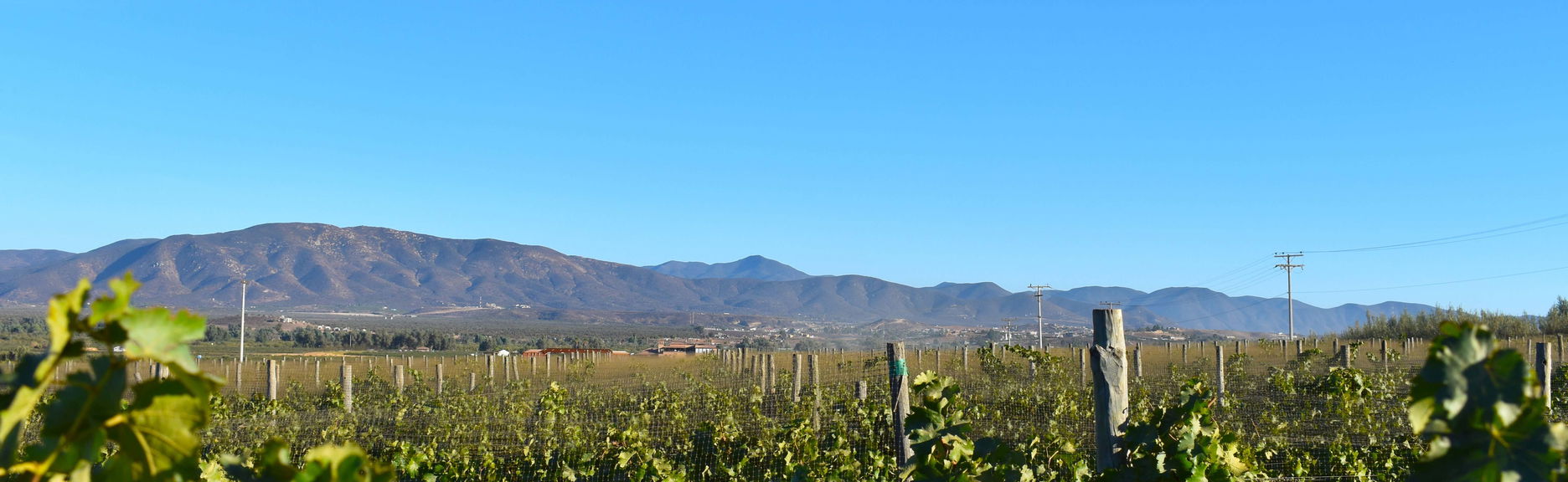 Tour del vino nella Valle de Guadalupe