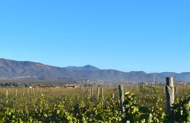 Ensenada Wine Tour - Photo 1