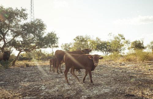 Gruene Daze Chalet - Stylish Aframe - Escape the Ordinary - Foto 26