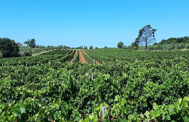 Willa Trojka - Foto 45