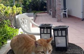 Carrubo - Giardino in città - Foto 23