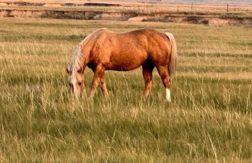Cozy Cottage Rental for Six on a Working Ranch in Crawford, Nebraska - Foto 16
