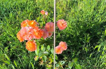 Les Jardins de Castelange - Foto 23