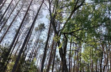 Leśna Chata kuracyjna nad rzeką z sauną w Borach Tucholskich - Foto 40