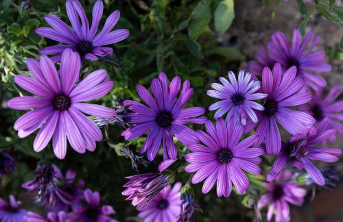 Villa Falkoni II - Foto 45