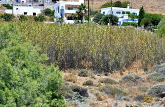 Aloe Mare Suites - Foto 37