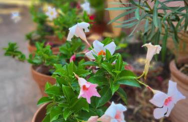 Malinsummer Apartments - Foto 54