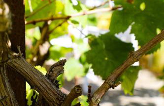 Private Villa AKOBARA, 2km from city center - Foto 36