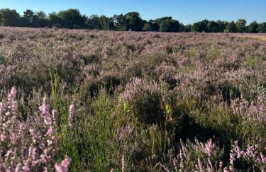 Ferienhäuser Wintermoor - Foto 11