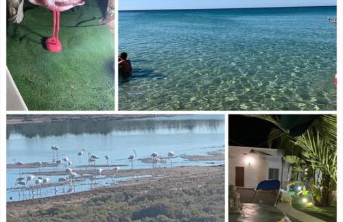 Il Fenicottero - Foto 2