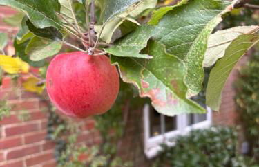Delightful 3-bedroom Cottage, Brockenhurst - Foto 17
