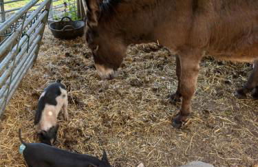 Stables 2bed farm stay private firepit bbq - Foto 26