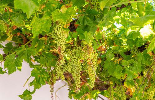 Huerta la Pimentada - Foto 31