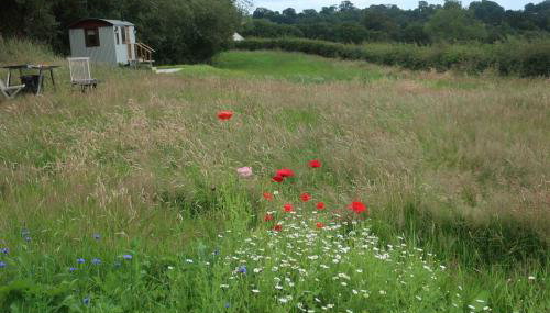 Little Idyll shepherds hut - Foto 1, Garden