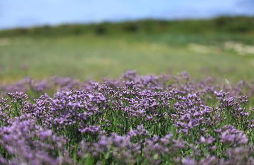 Ferienwohnung Bunte Kuh Wangerooge - Foto 22