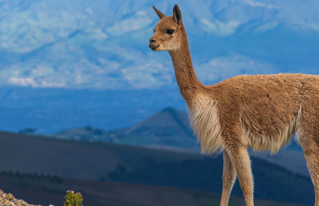 Chimborazo Volcano 2-Day Hike - Foto 1