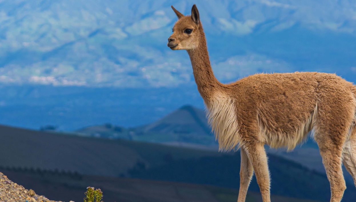 Chimborazo Volcano 2-Day Hike