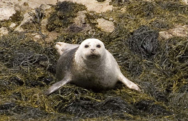 Balade en bateau dans la baie de Kenmare - Photo 8