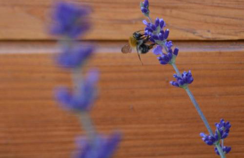 Lawendowo- sauna, jacuzzi, domki w ogrodzie i apartamenty w kamienicy - Photo 52