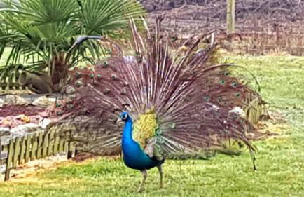 Au Saule en Seine - Foto 6