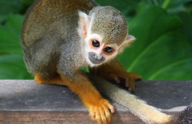 Excursion à Monkeyland - Photo 1