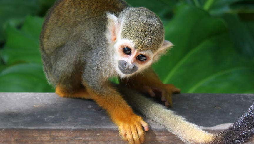 Excursión a Monkeyland