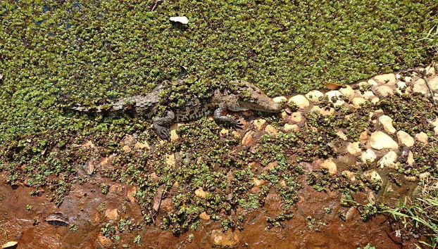 Crocodile camouflé