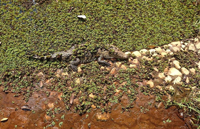 Aluxes Ecopark Trip - Foto 4