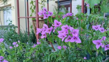 SUMMER TIME - Photo 4, Garden