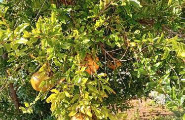 Kuća za odmor Maruška - Foto 16