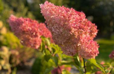 Żuławska Chata - Foto 16