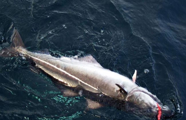 Holiday Home in Rebbenes - Foto 23