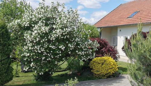 Ferienhaus Ruhe Oase im Bayerischen Wald - Foto 1, Garden