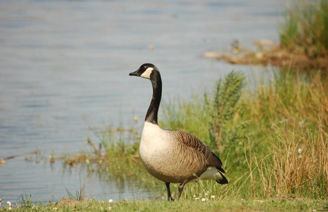 Completely Detached Bungalow in a Nature-filled Park by a Large fen - Photo 61